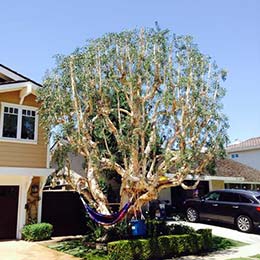 ISA Standard Tree Pruning 